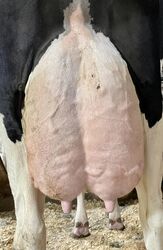 163551