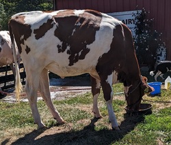 161541