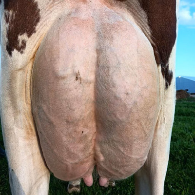 217933