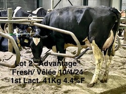 238304