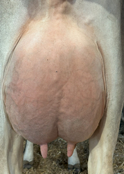 265834