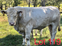119