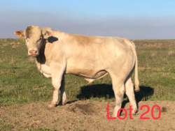 20