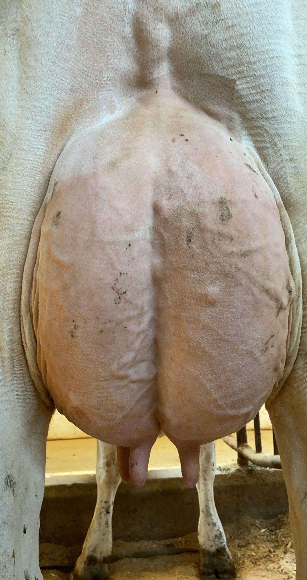 4B-2