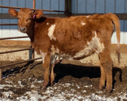 6A