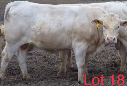 54228