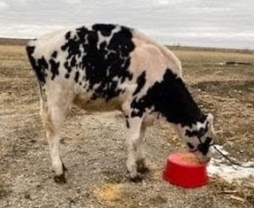 64296