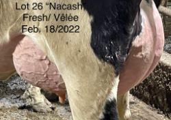 68323