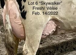 68377