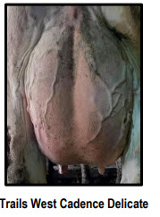 84247