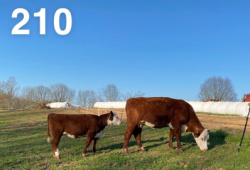 210A