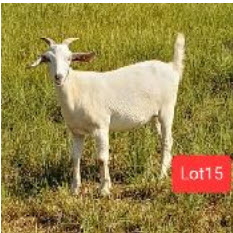 101445