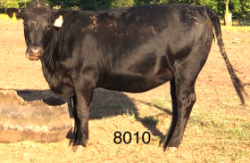 8010