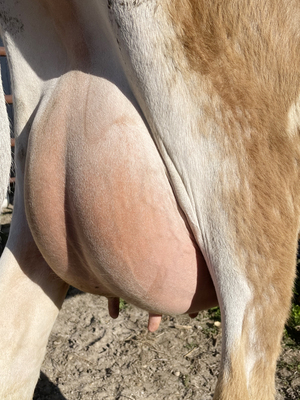 136435